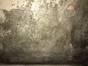 picture of the mould on a wall